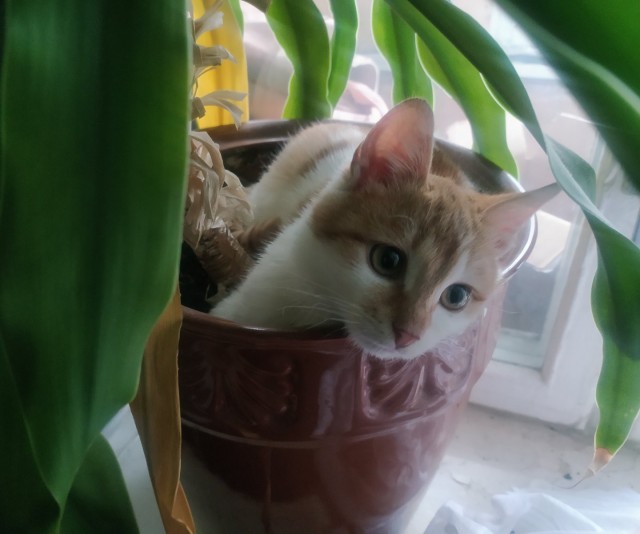 Вы хочите кошек, их есть у меня...