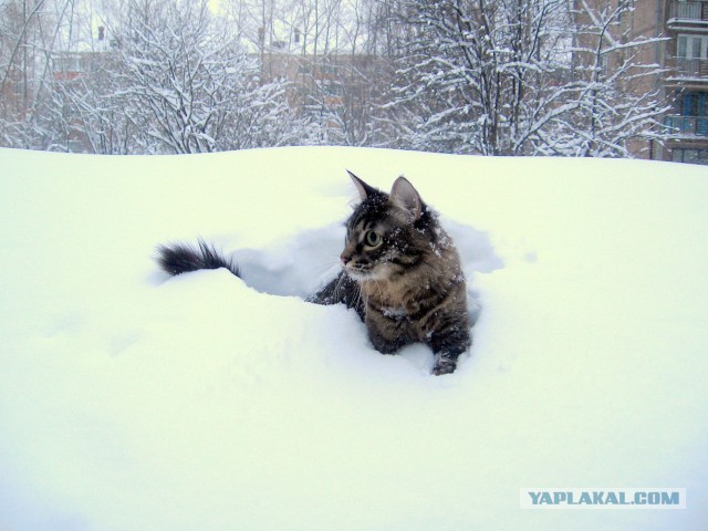 Котовторник 09.04.2013