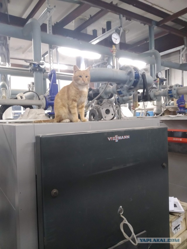 Коты пролетарии