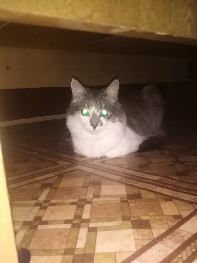 К - Котовторник ☺ Пополнение