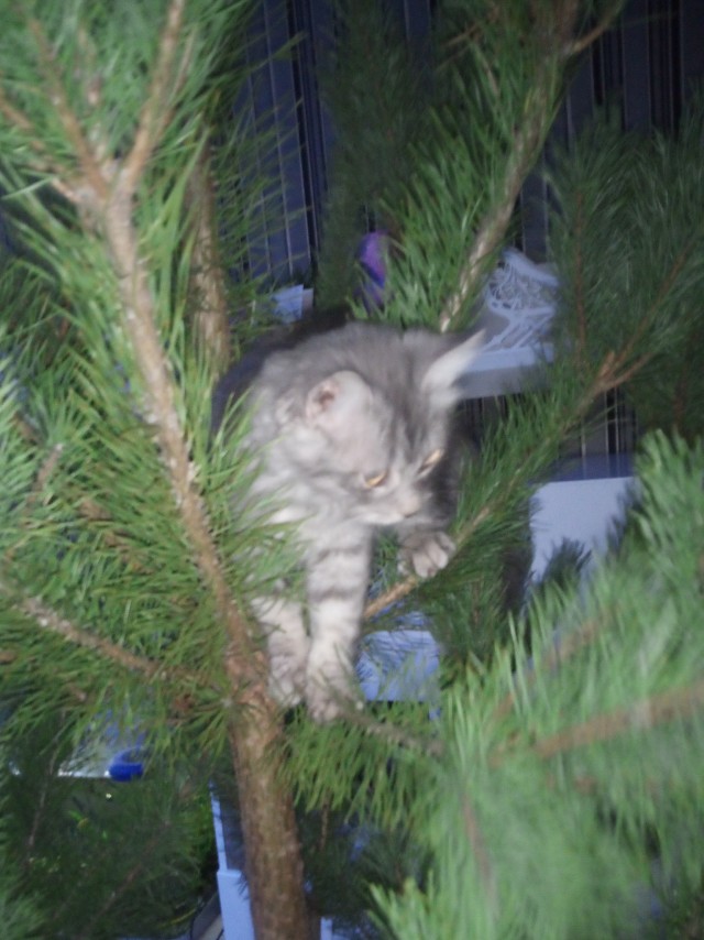Котовторник. Дуська