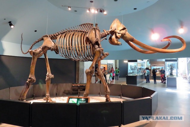 Битумные озера Ла-Брея (La Brea Tar Pits)