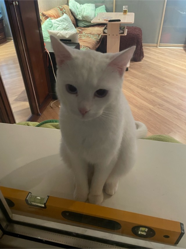 Всех с котовторником