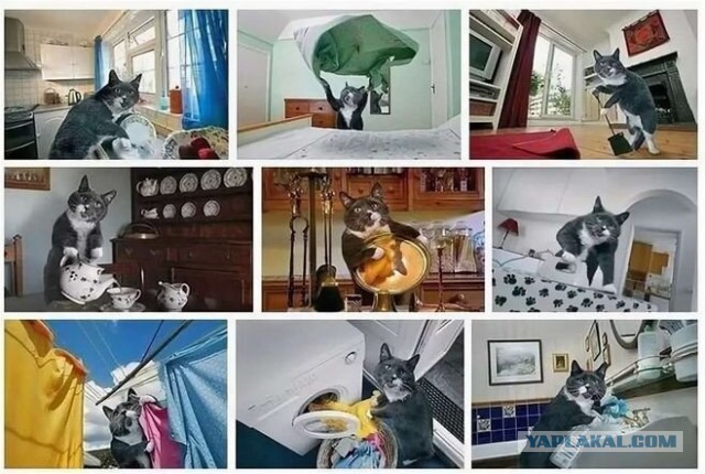 В Подмосковье кот до крови искусал проститутку, которая его избила в пьяном угаре