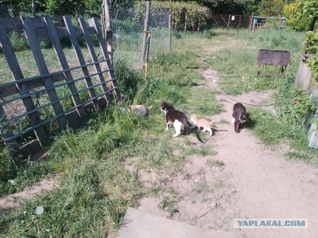 Жизнь домашнего приюта для котеек 496