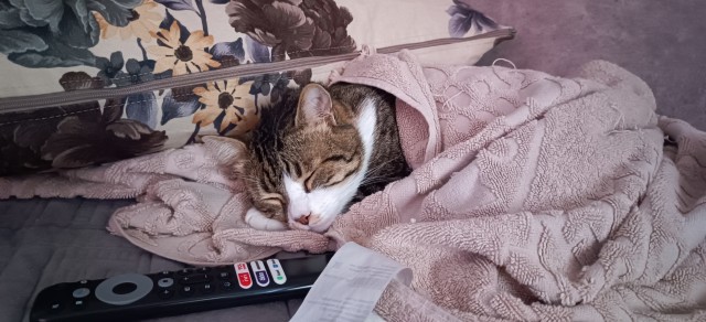 Котовторник в картинках