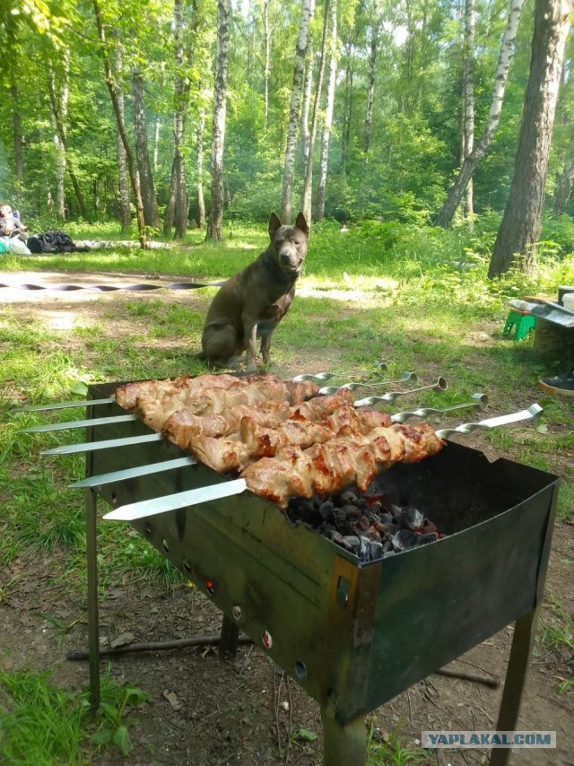 Мощность добермана
