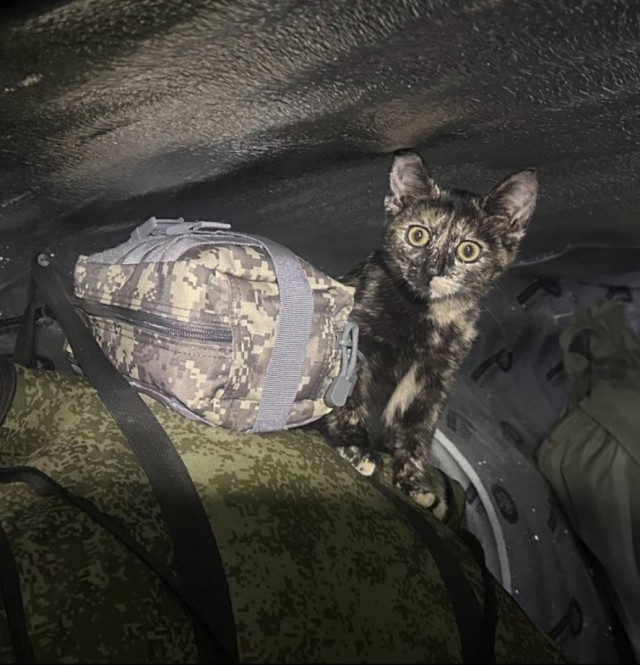 С Котовторником!