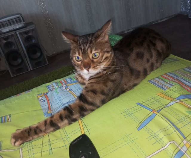 Котэ