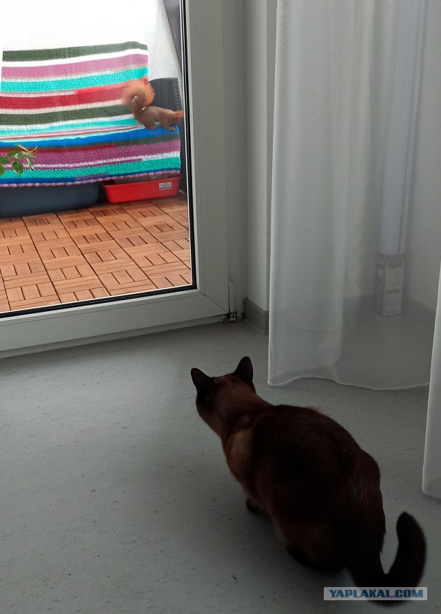 Белочка пришла