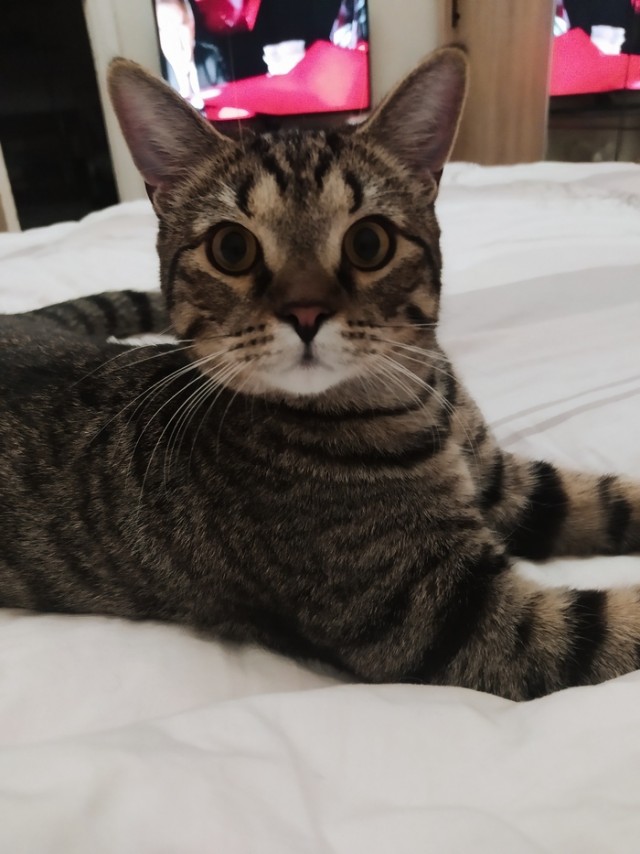 Котовторник продолжается