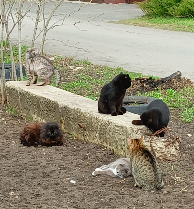 Народ к разврату готов)