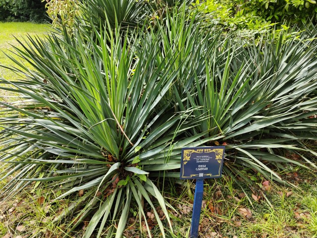 Юкка славная