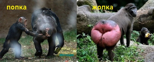 Осталось красные мокасины надеть и можно мандаринами торговать.
