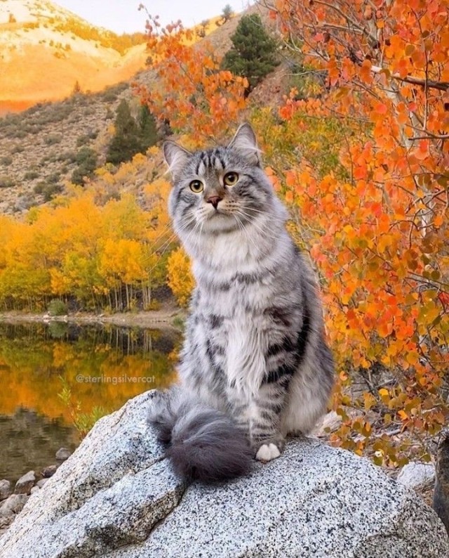 Осенние картинки