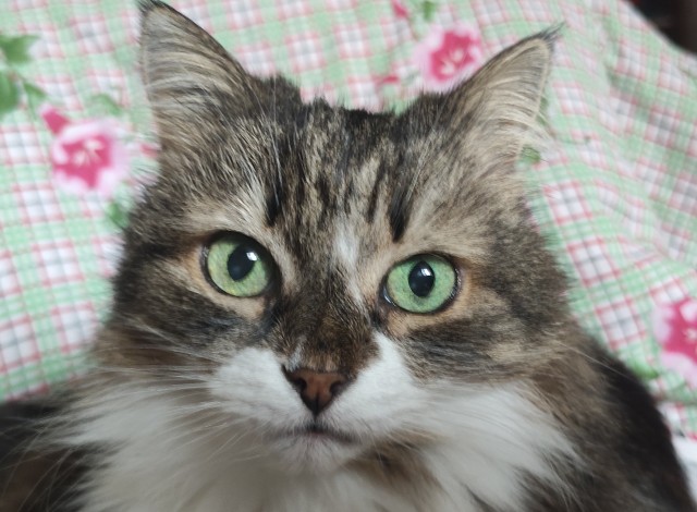 МоеЭ Котэ