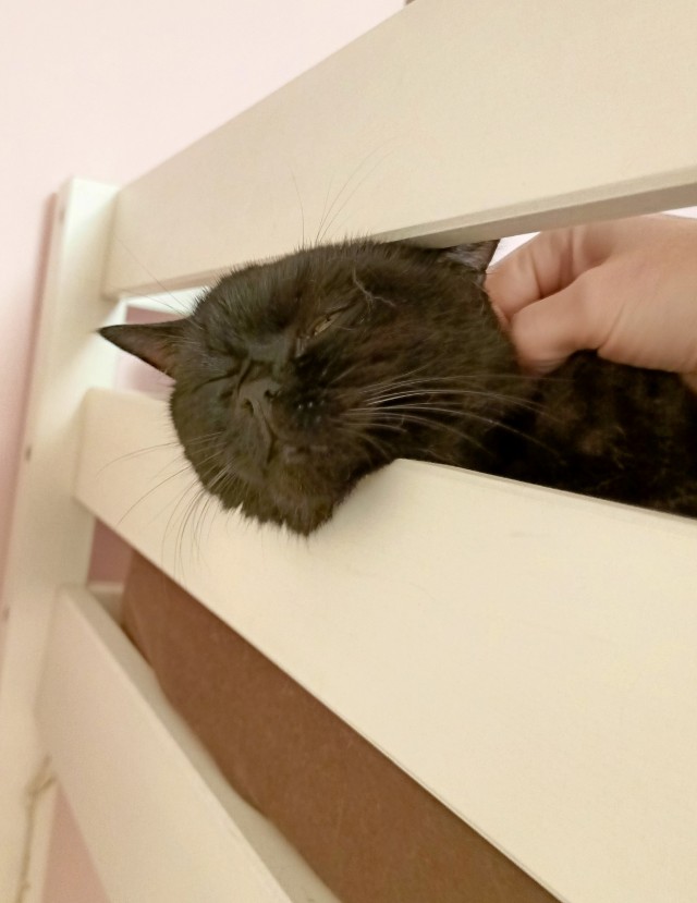 Котовторник же, хватит спать!