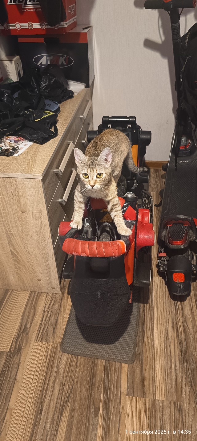 Только мы с котом...