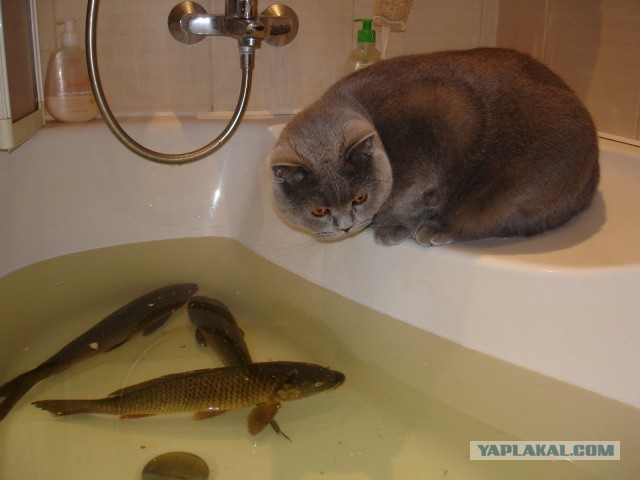 Прикольный кот умывается в раковине