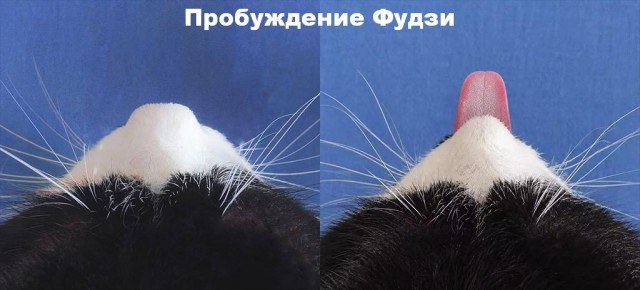 Картинки для деградации 290 (разной степени свежести)