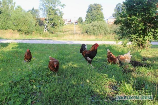 Фотоотчёт. Ивановская область.