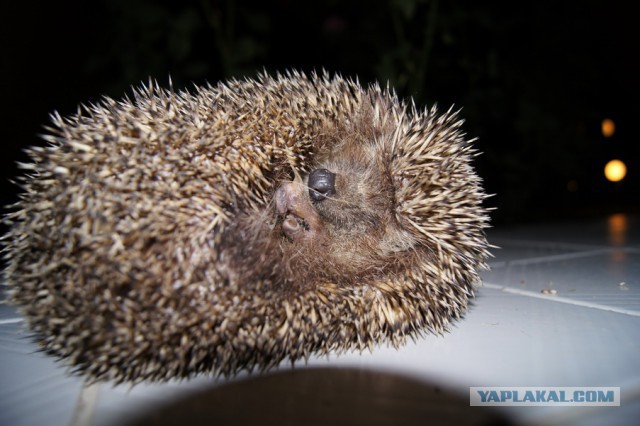 Первый Йожик 2014