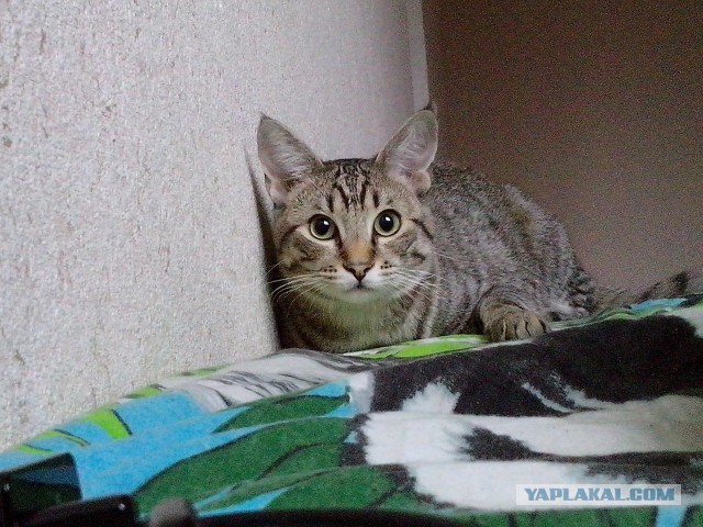 Котовторник 10.06.2014