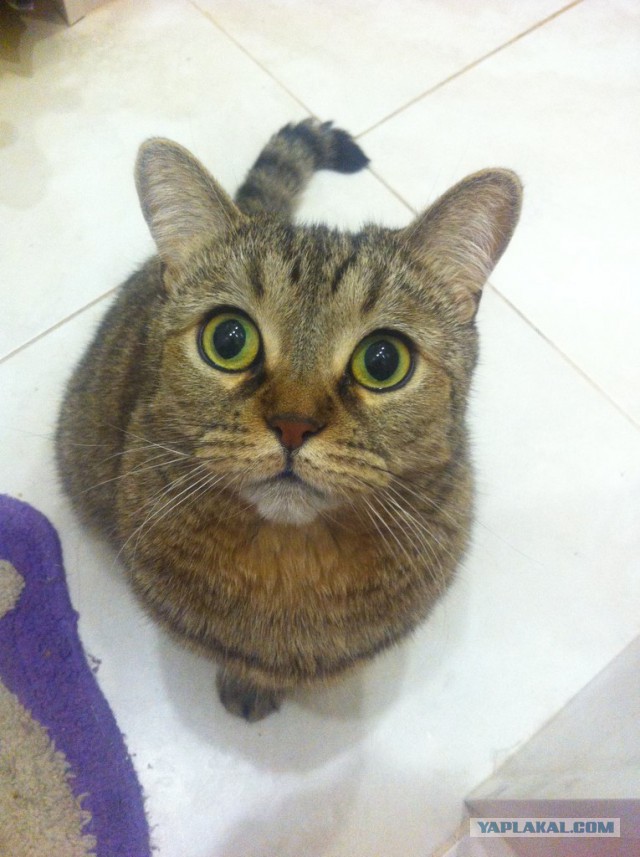 Котовторник 02.09.2014