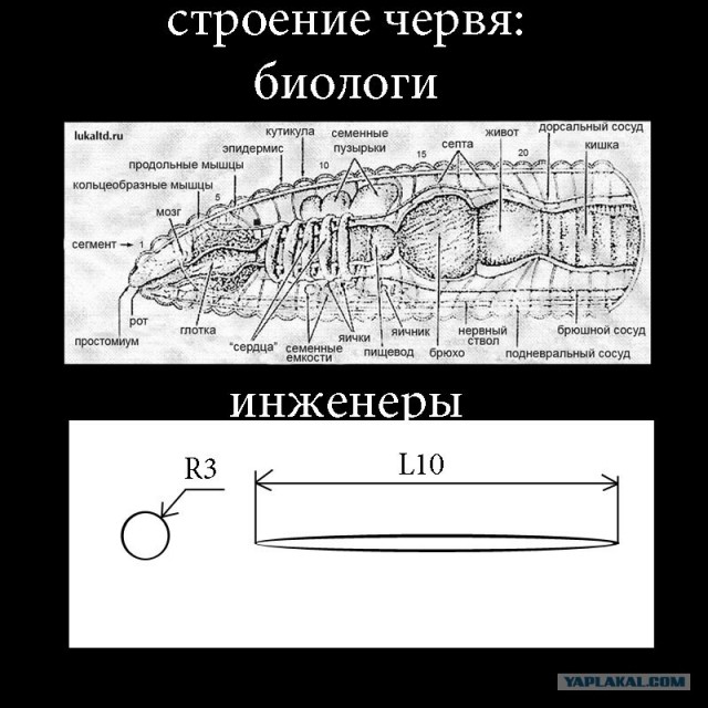 Строение червя