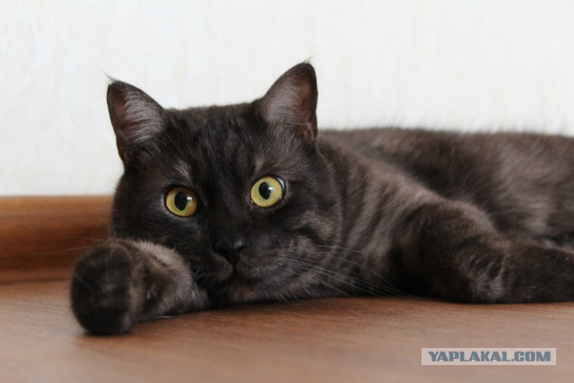 Котовторник 20.01.2015