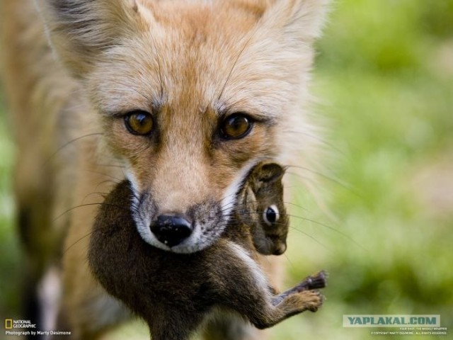 Лучшие фотографии от National Geographic за ноябрь