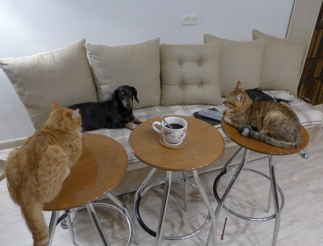 Котовторник 25.08.2015