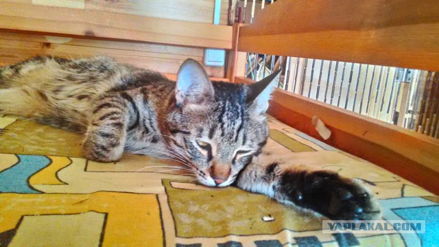 Котовторник 13.10.2015