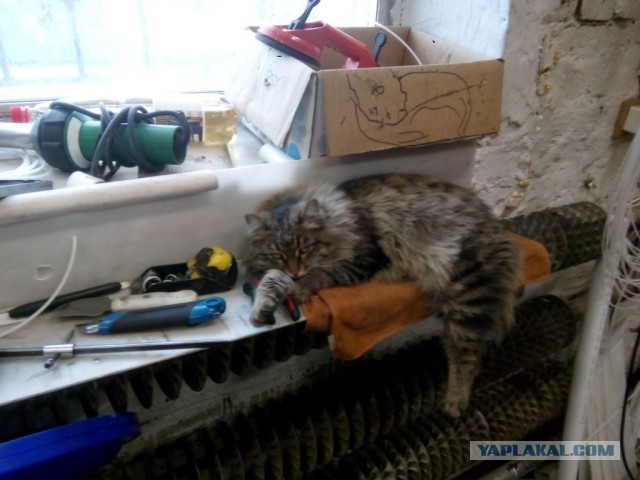 Котовторник