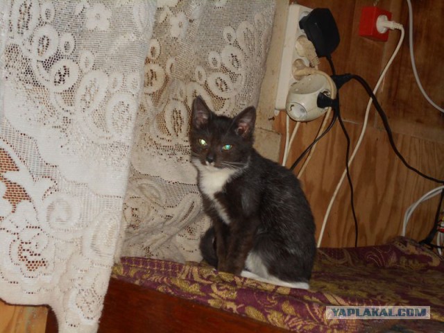 Жизнь домашнего приюта для котеек 97