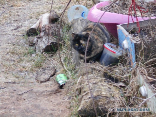 Жизнь домашнего приюта для котеек 101