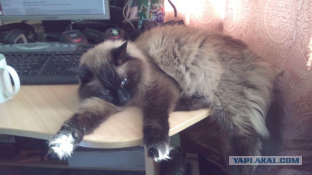 Котовторник 22.03.2016