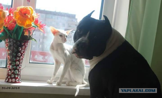 Котовторник 29.03.2016