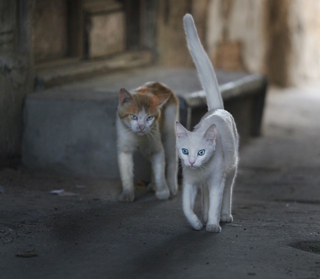 Коты из сети
