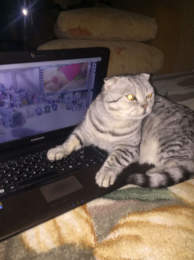 ГЛАГОЛящие коты
