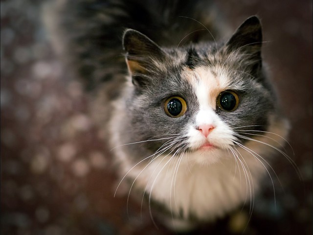 Коты и Кошки