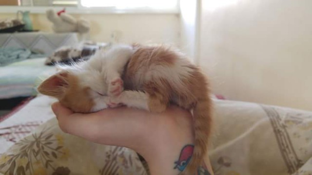 Коты и Кошки