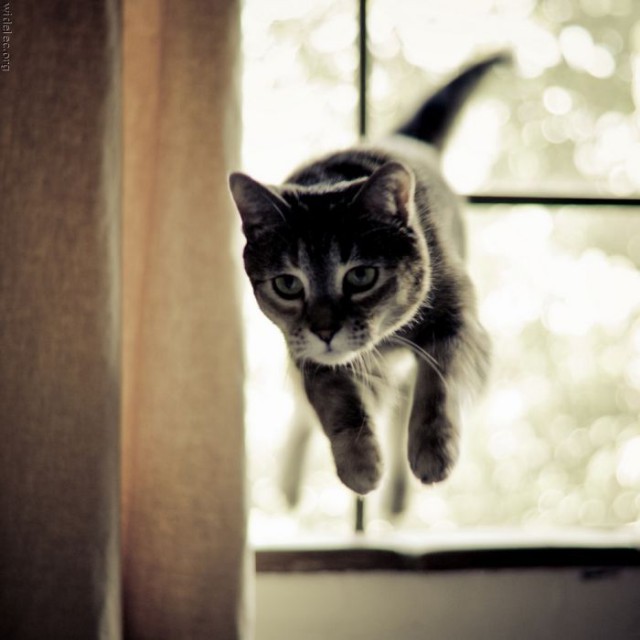 Коты и Кошки