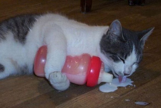 Коты и Кошки