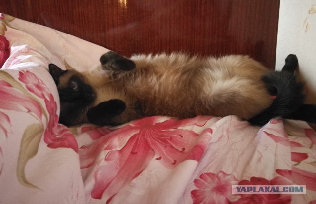 Пончик и солнце.