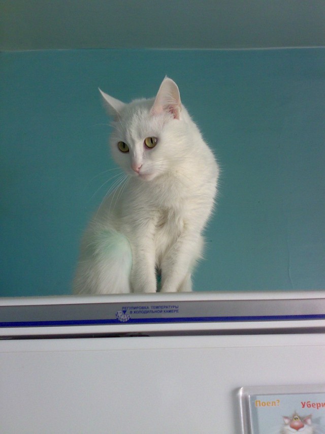 Коты и Кошки