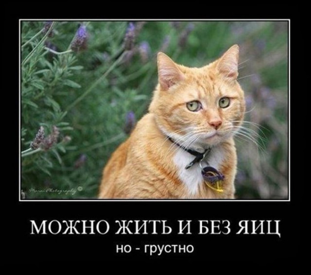 Картинки для настроения в пятницу.