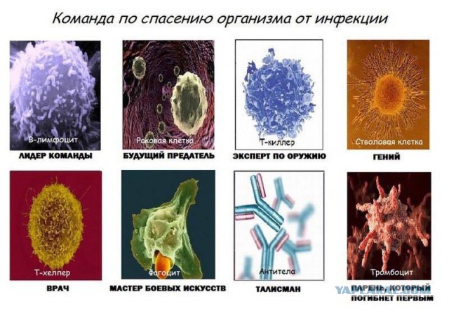 Деградация по-медицински