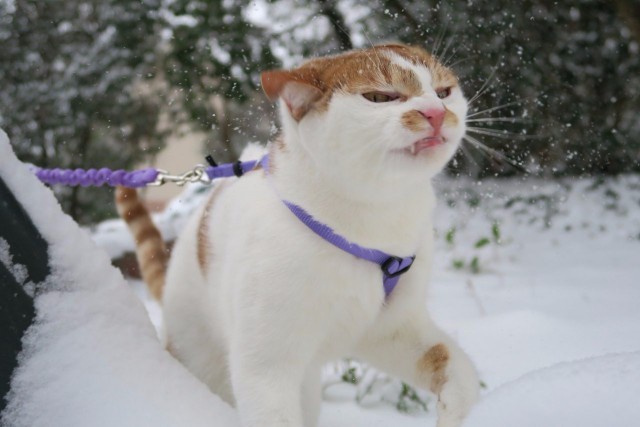 Коты и Кошки
