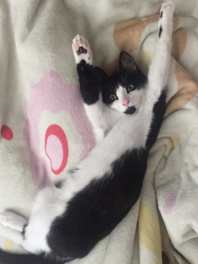 Прикольных котов пост
